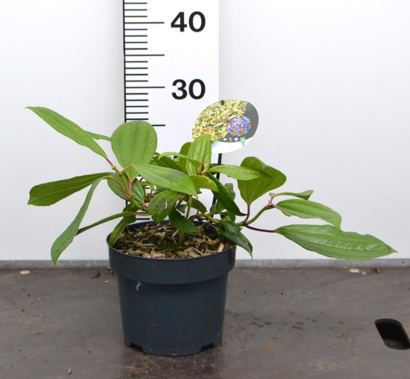 Viburnum davidii - C3 20-40 CM